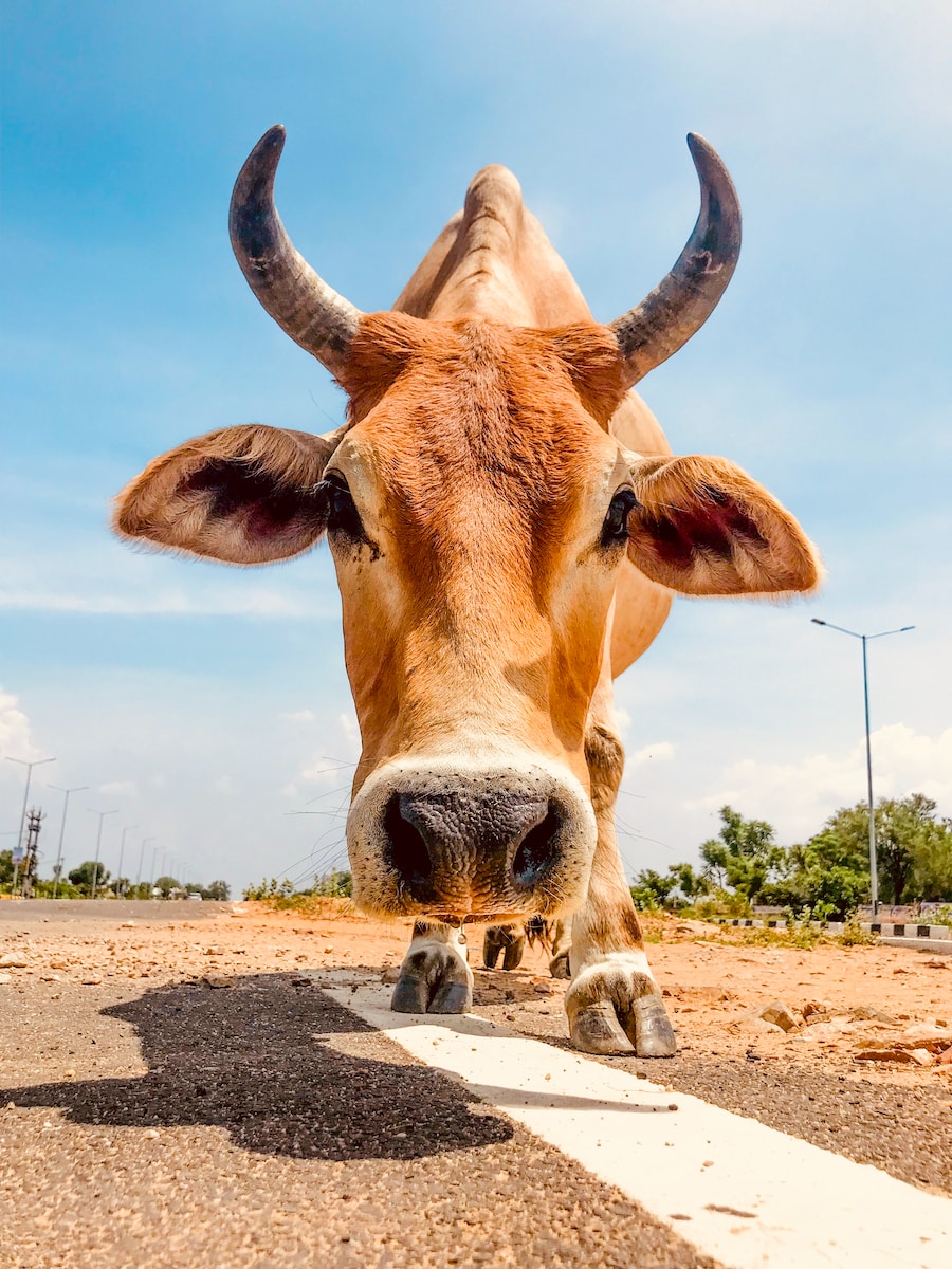 closeup photo of brown cow