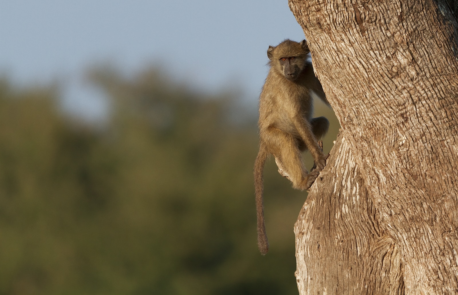 macro photography of gray monkey on branch