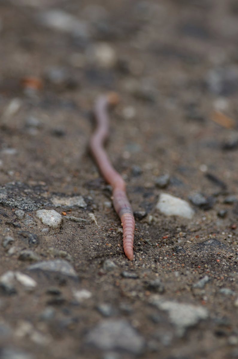 Earthworm on Brown Soil