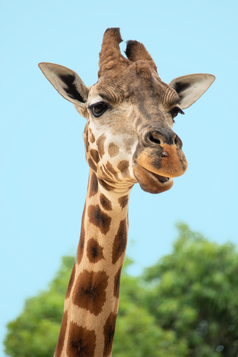 brown and beige giraffe