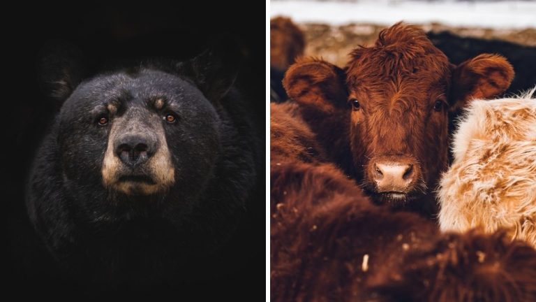 Zvieratá, ktoré prišli o život zvláštnym spôsobom. Je možné, že spáchali samovraždu?