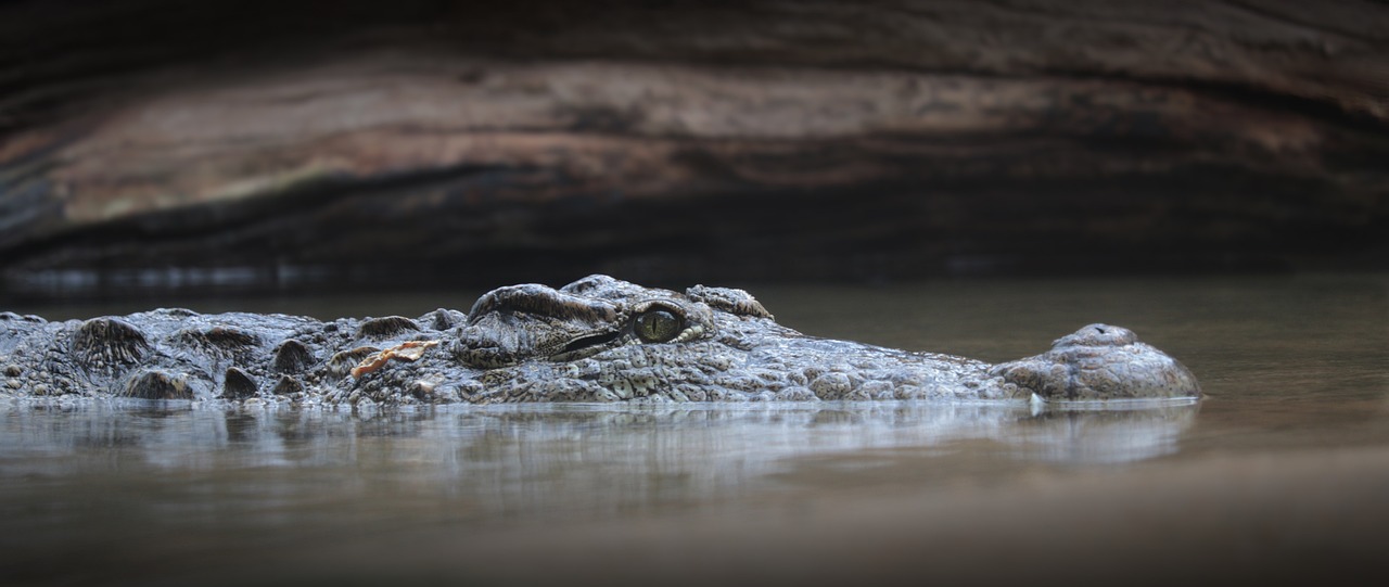 crocodile, alligator, reptile