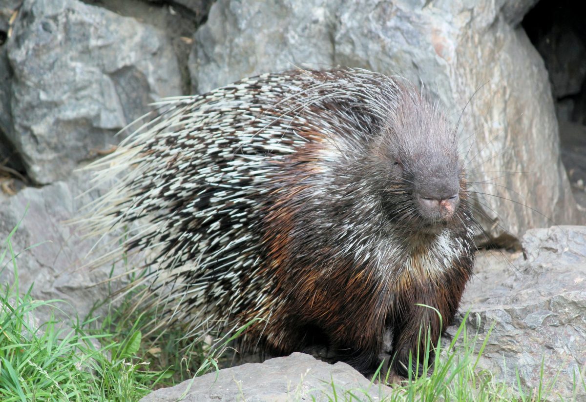 gray and black hedgehog