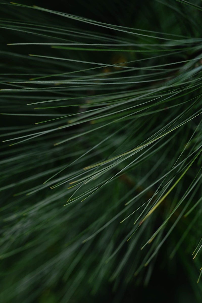 a close up of a pine tree branch
