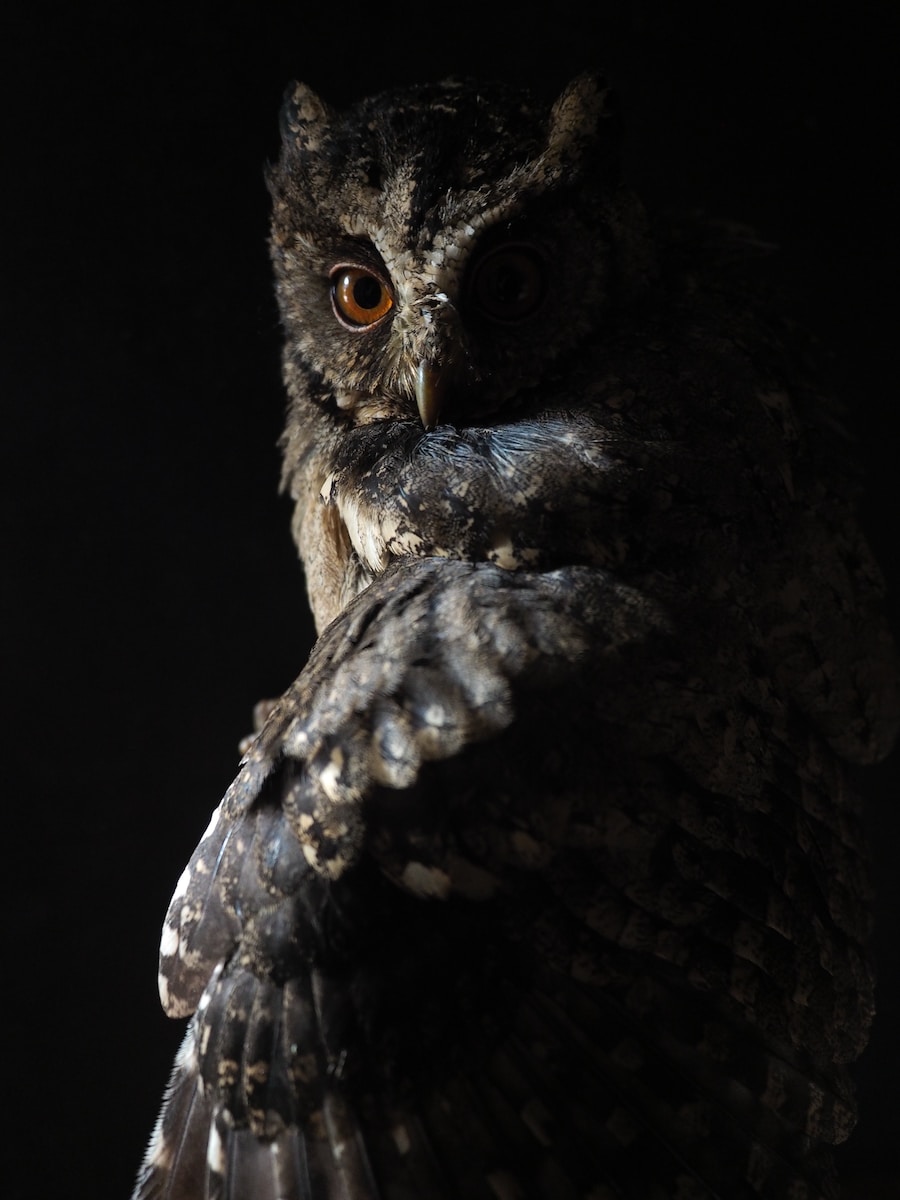 black and brown owl