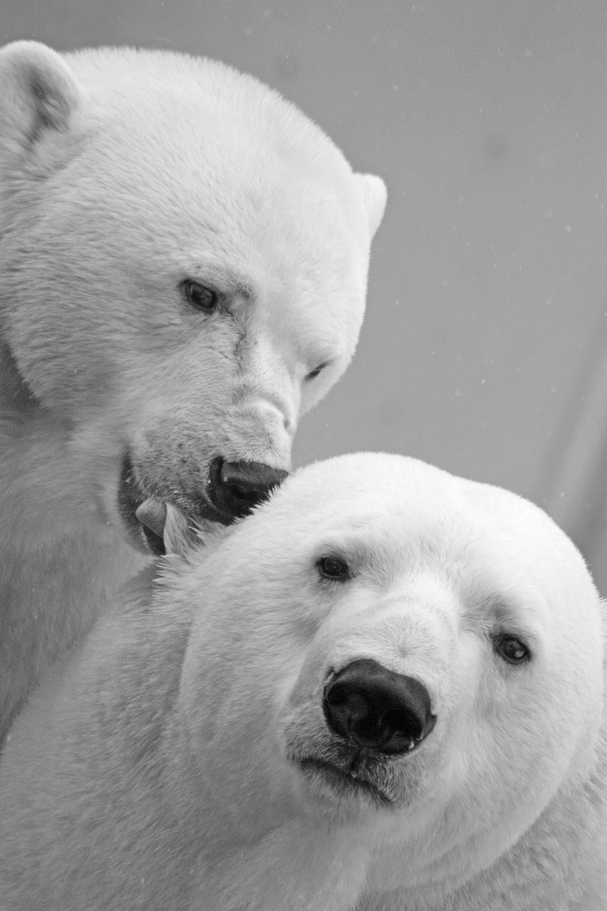 icebear, polar bear, bear