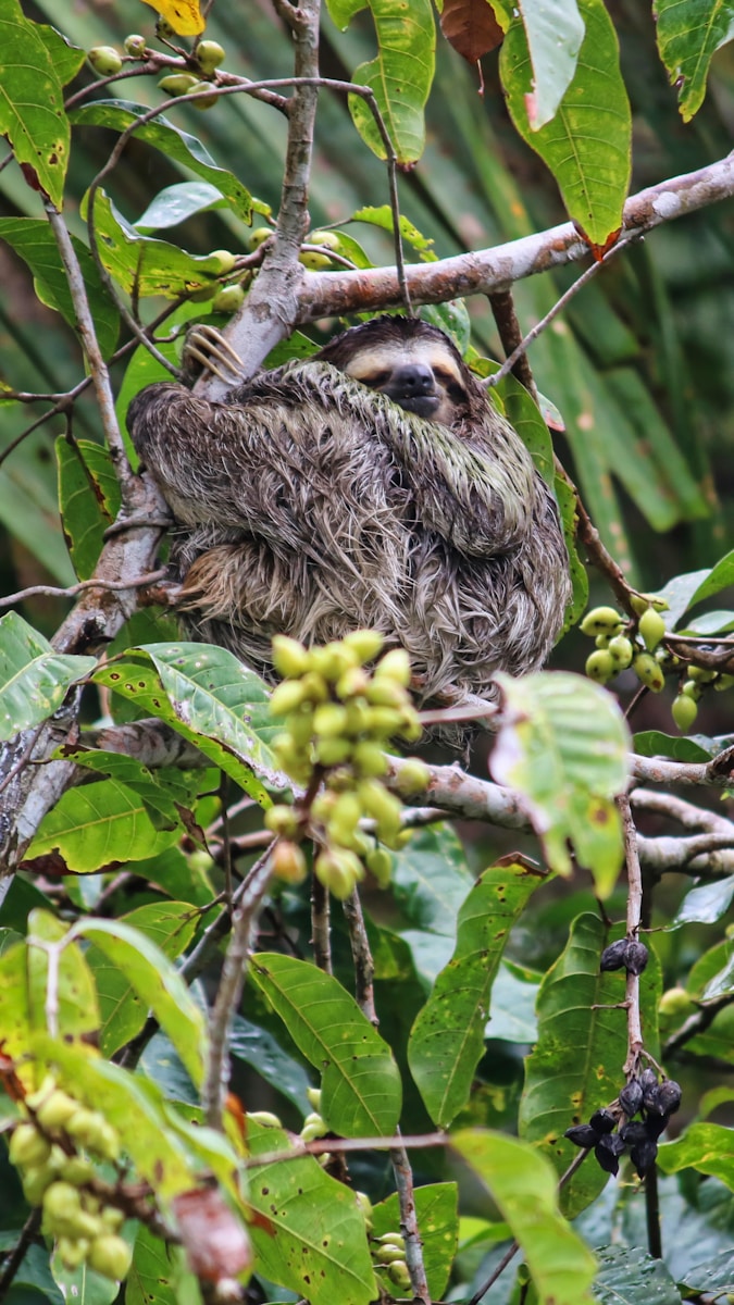 brown and gray monkey on green leaves during daytime