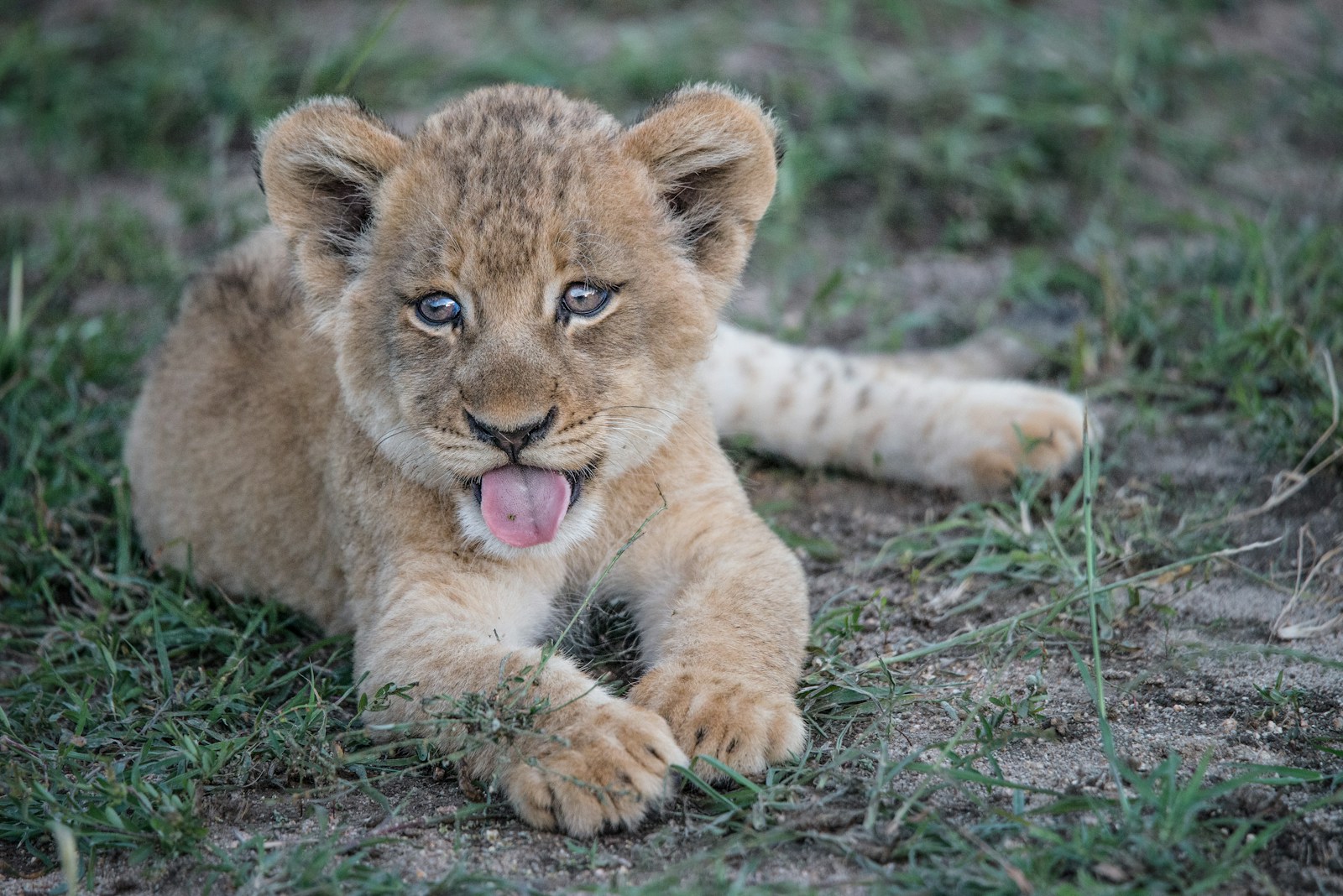 short-fur brown lion cub lying on green grass plant