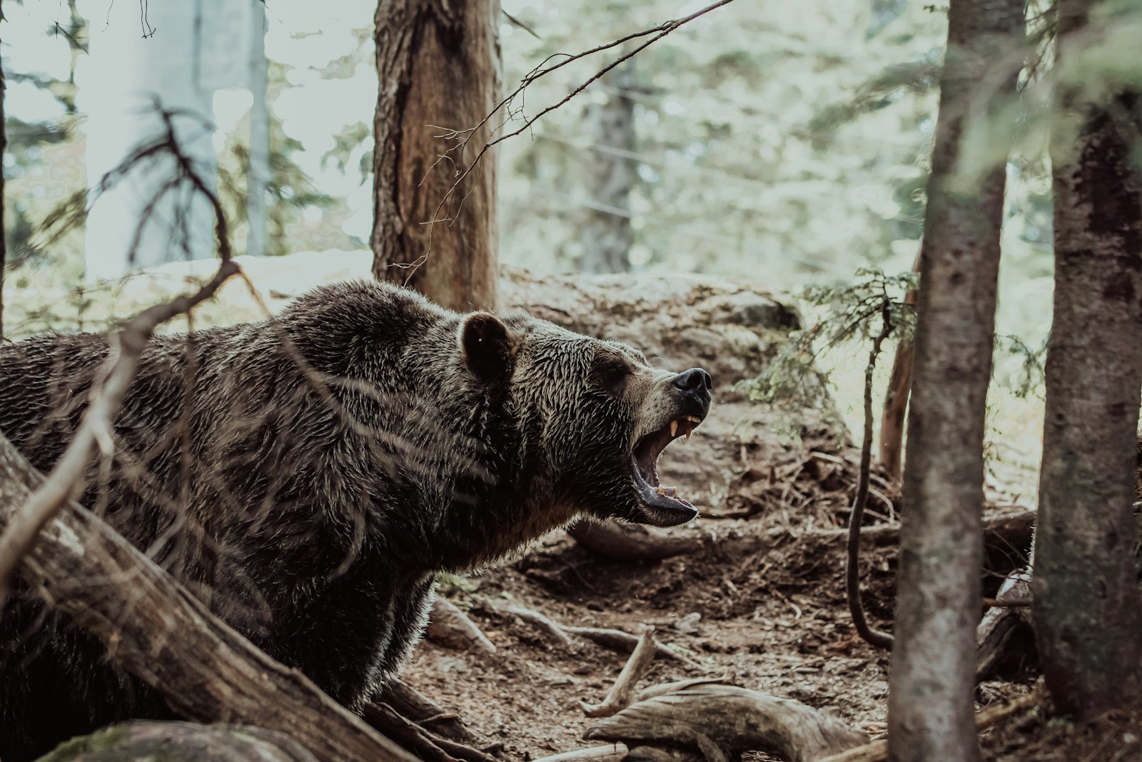 brown bear walking on brown dirt during daytime