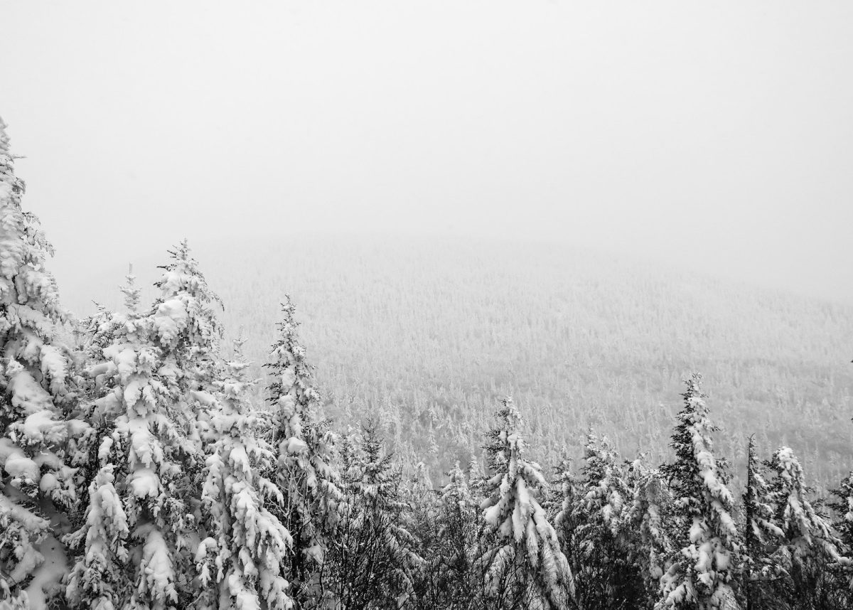 aerial photography of pine tree covered with snow