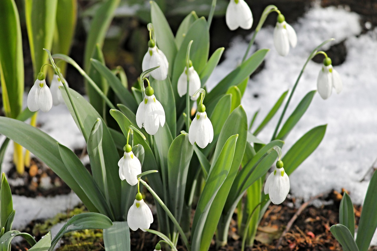 snowdrop, snow, cold