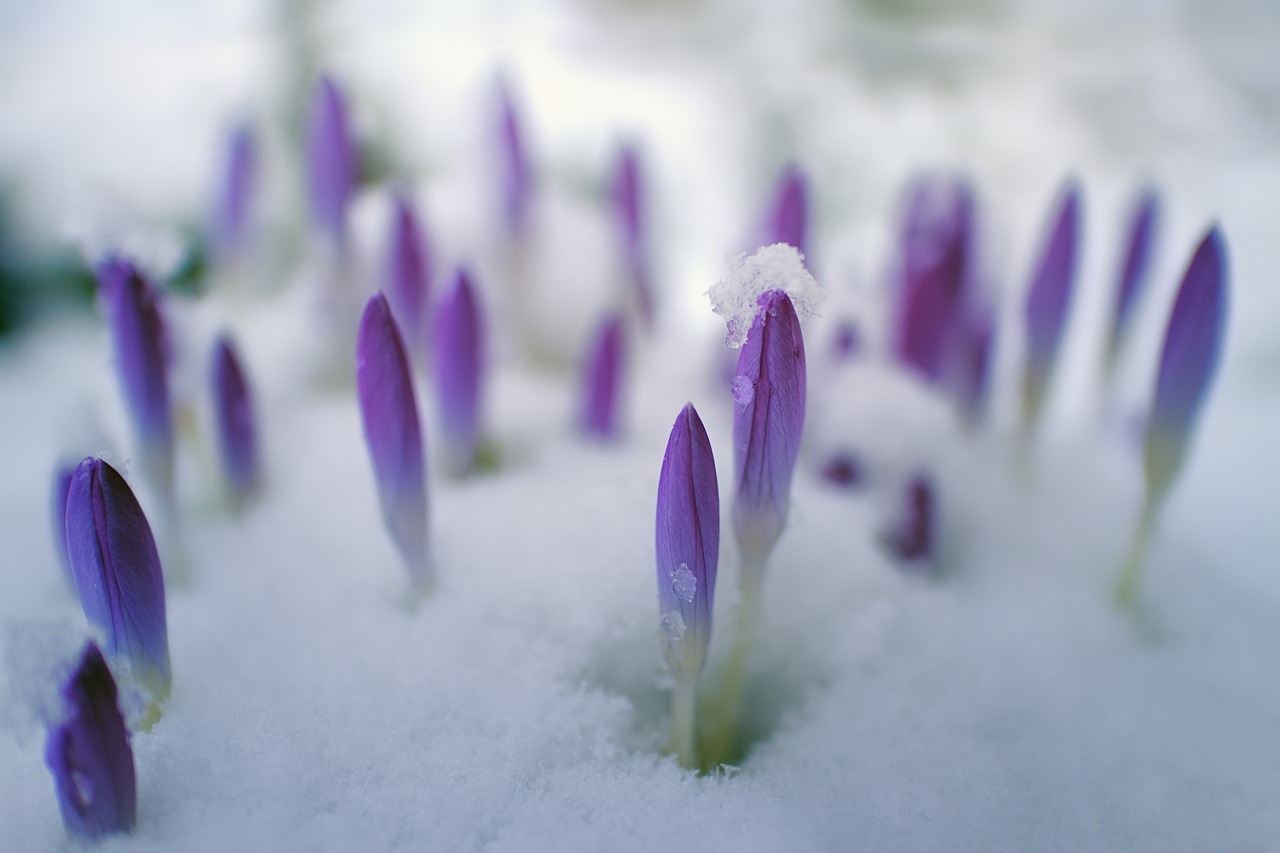 flower, nature, petal