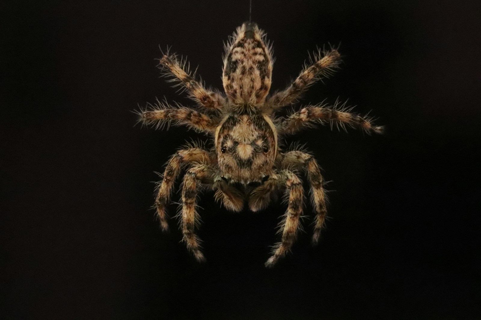 brown and black spider on black background