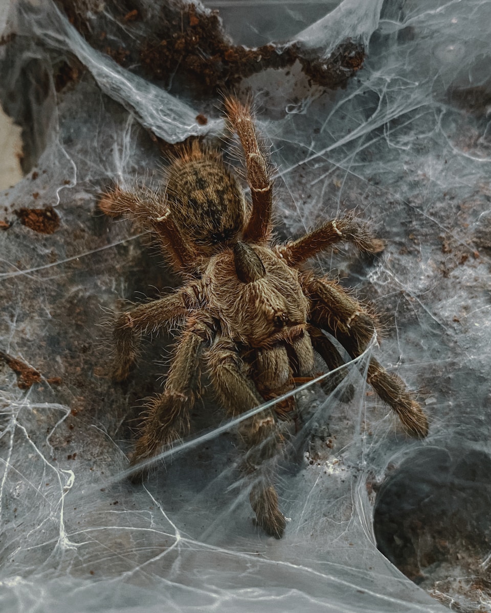 brown tarantula on gray surface