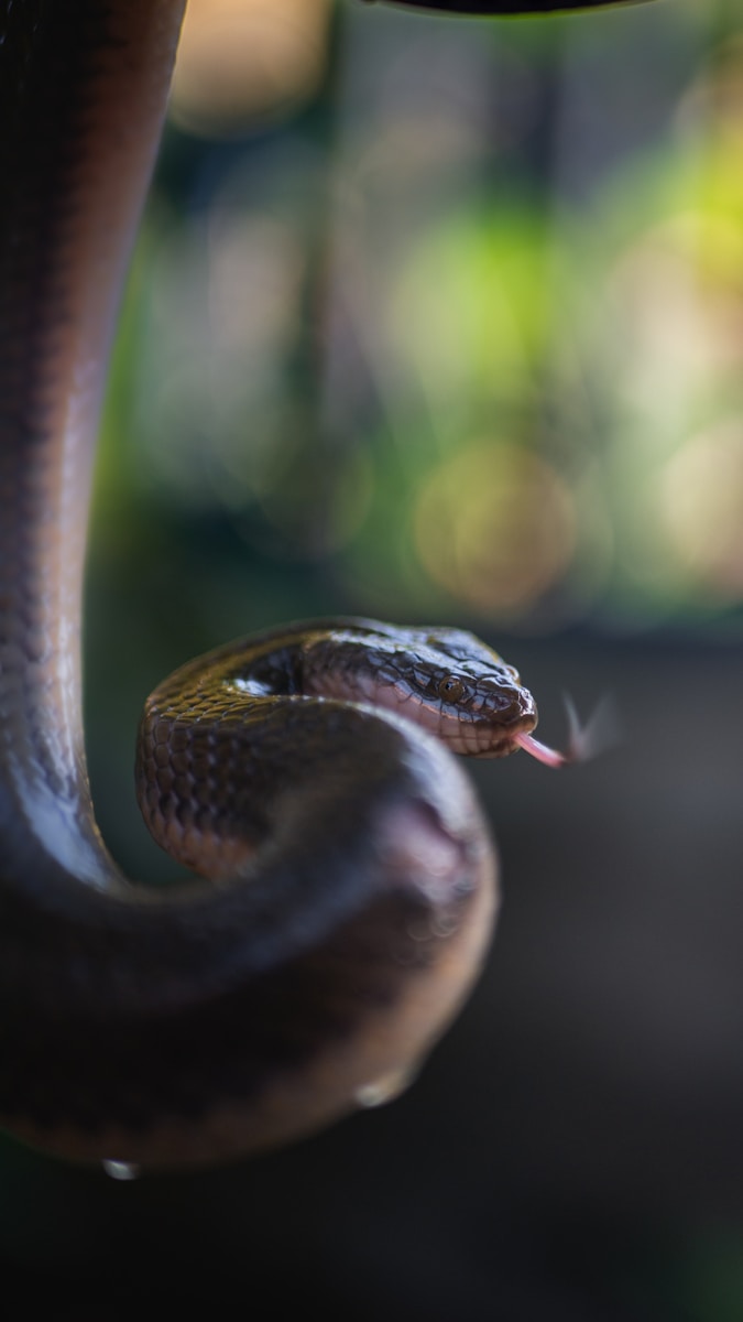 black and gray snake