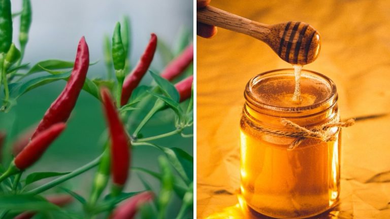 Potraviny, ktoré môžu u človeka vyvolať halucinácie? Stretávame sa s nimi pomerne bežne.