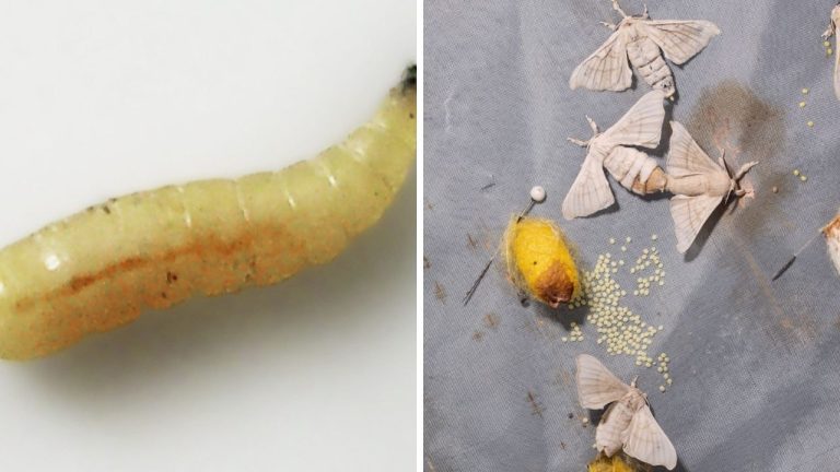 Zvieratá, ktoré boli a sú neodmysliteľnou súčasťou histórie ľudstva! Ktoré to sú?