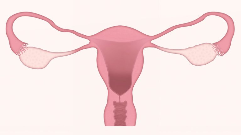 Prekvapivý biologický fenomén – čo majú spoločné ženy, kosatky a veľryby?