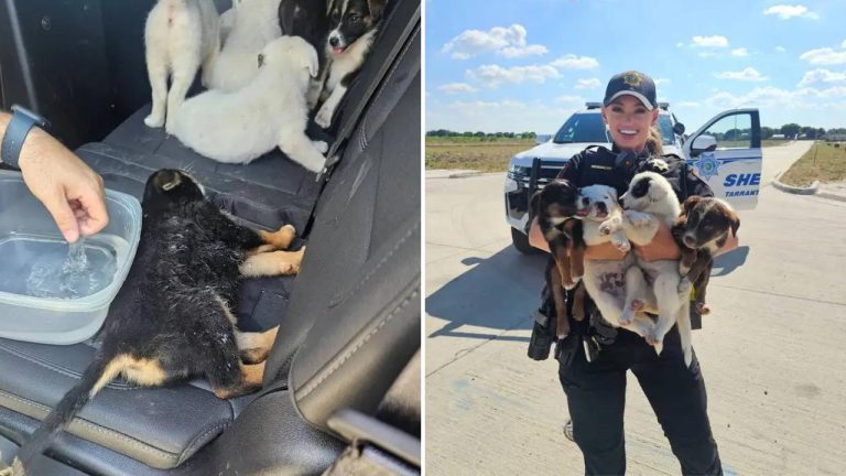 Pozitívna správa dňa: Osem šteniatok, ktoré boli zachránené v texaských horúčavách políciou, čakajú na adopciu