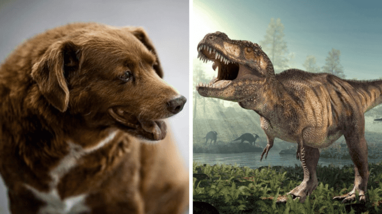 Náhodné zaujímavosti: koľko rokov sa dožil najstarší pes na svete a prečo dinosaury konzumovali veľké kamene