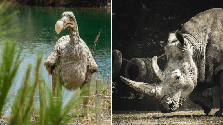 Koľko druhov zvierat vymrelo kvôli ľuďom? Čísla sú desivé!