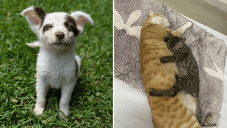 10 nádherných fotografií adoptovaných zvierat, ktoré vás zahrejú pri srdci