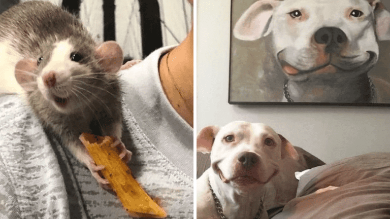 Týchto 10 rozkošných fotografií zvierat vás perfektne naladí na víkend