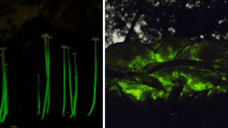 Bioluminiscenčné huby – ktoré druhy majú schopnosť vydávať svetlo?