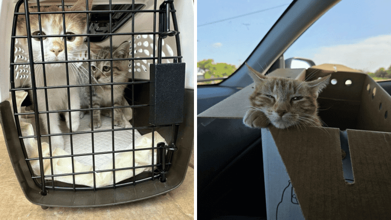10 dojemných fotografií čerstvo adoptovaných zvierat