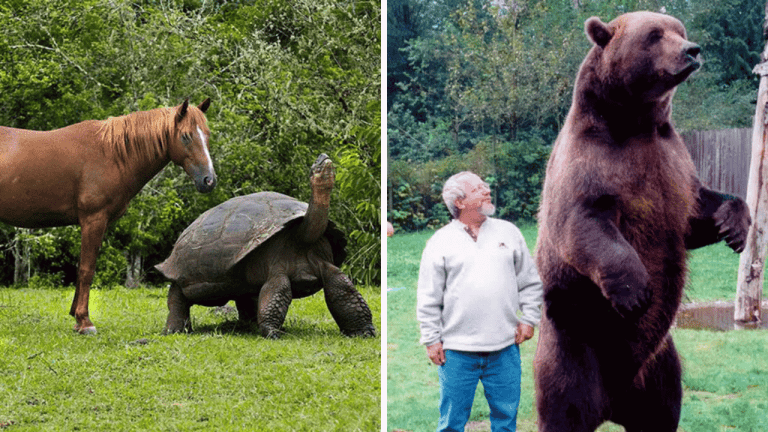 10 obrovských zvierat, ktoré celkom zatienili ostatných