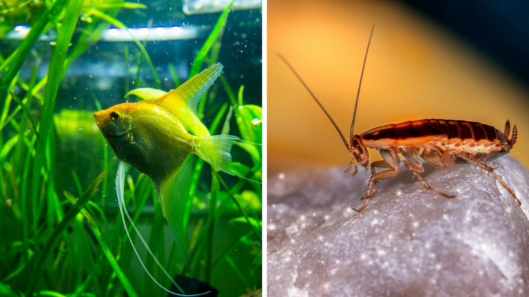 15 vecí, ktoré u nikoho doma rozhodne nájsť nechcete