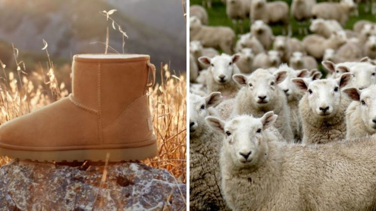 Zaregistrovali ste trend nosenia UGG topánok? Stojí za nimi smrť miliónov jahniat!