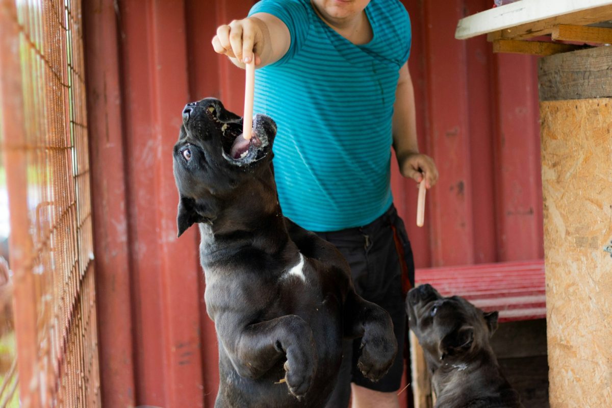 Cane Corso