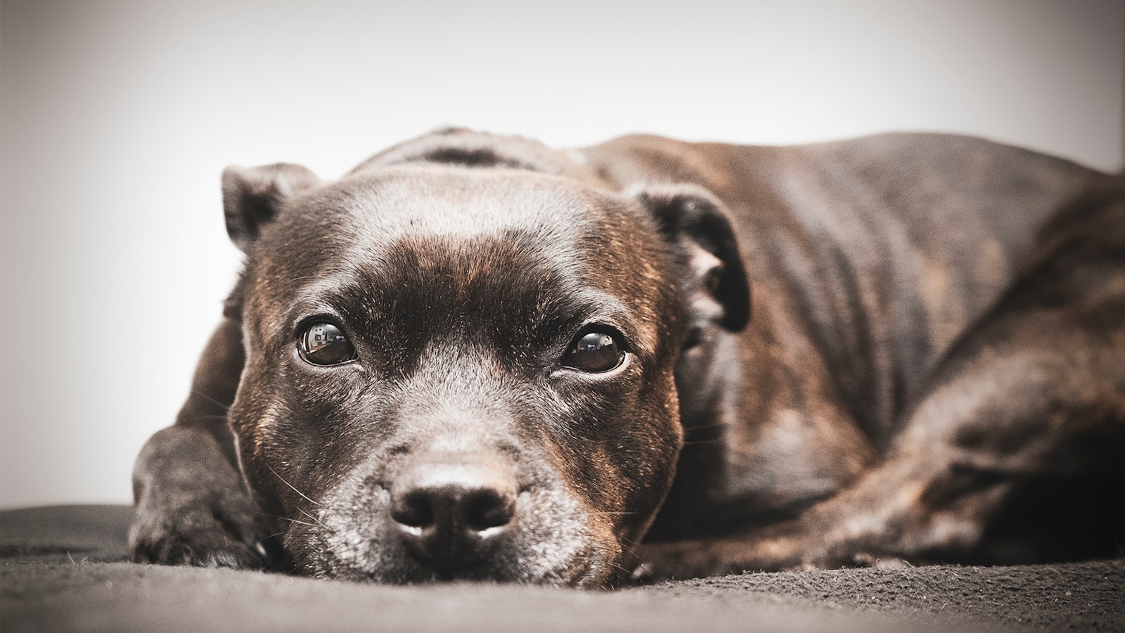 Staffordshire Bull Terrier 