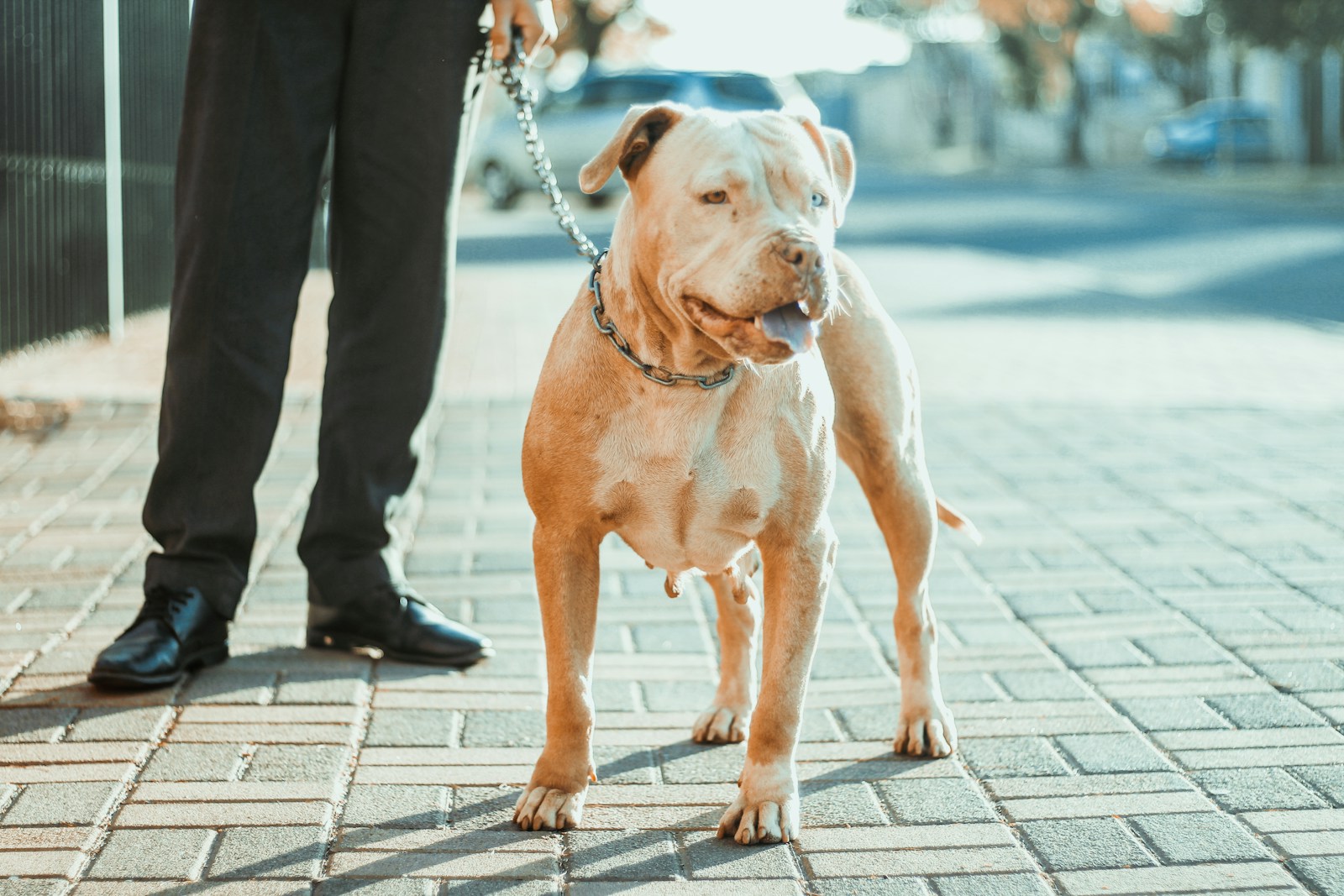 Americký pitbull