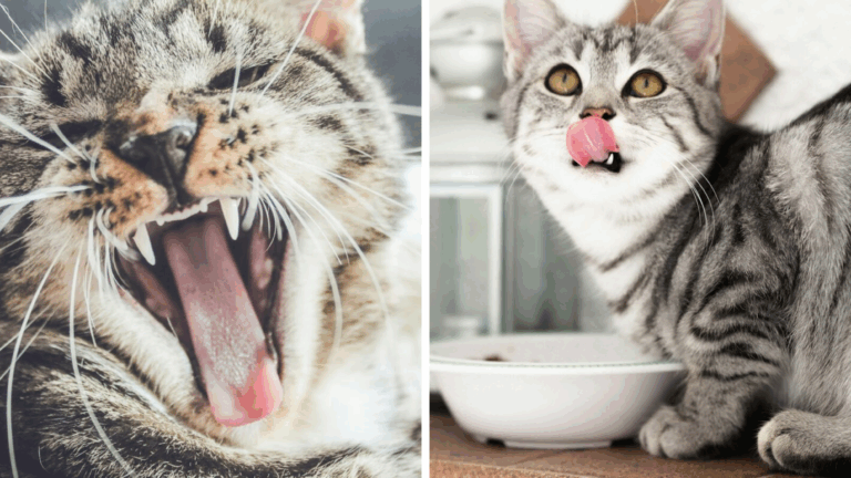 7 príznakov choroby u mačky: Kedy je čas vyhľadať veterinára?