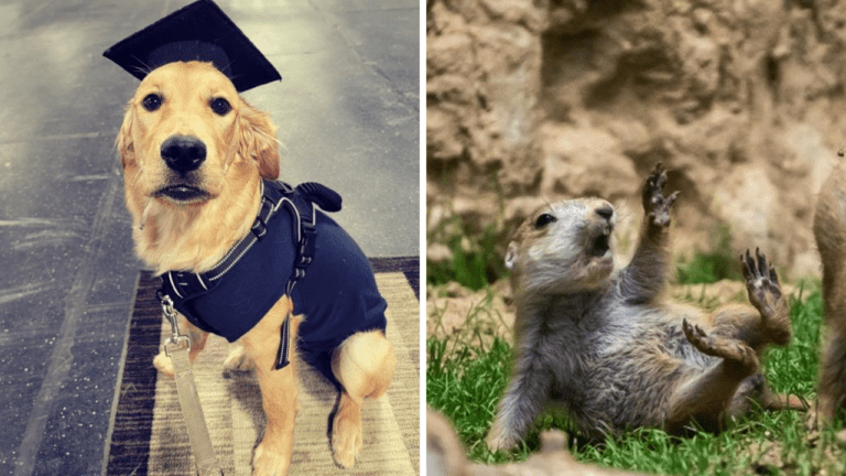 15 zábavných fotografií, kedy zvieratá ukazujú ako dokážu napodobniť ľudí