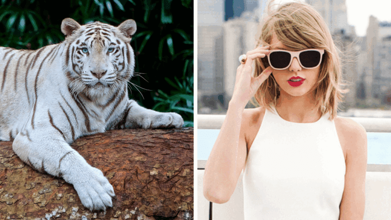Zaujímavosti ku káve, ktoré ti rozšíria obzory #2056 – biely tiger ako zázrak prírody a magická trinástka Taylor Swift