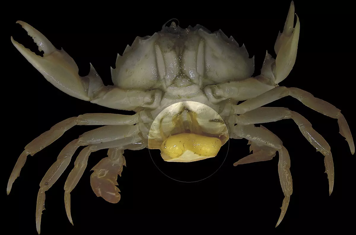Krab s machovkovitým parazitom na bruchu, detailná ilustrácia symbiózy v prírode.