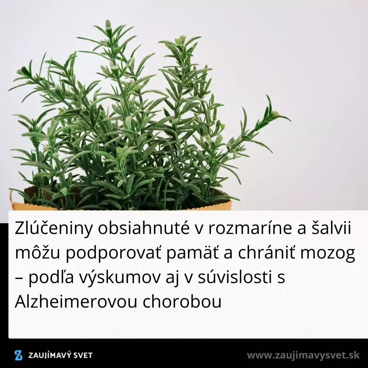 Rozmarín a šalvia v kvetináči, podporujú pamäť a chránia mozog. Výskum spája ich účinky s Alzheimerovou chorobou.