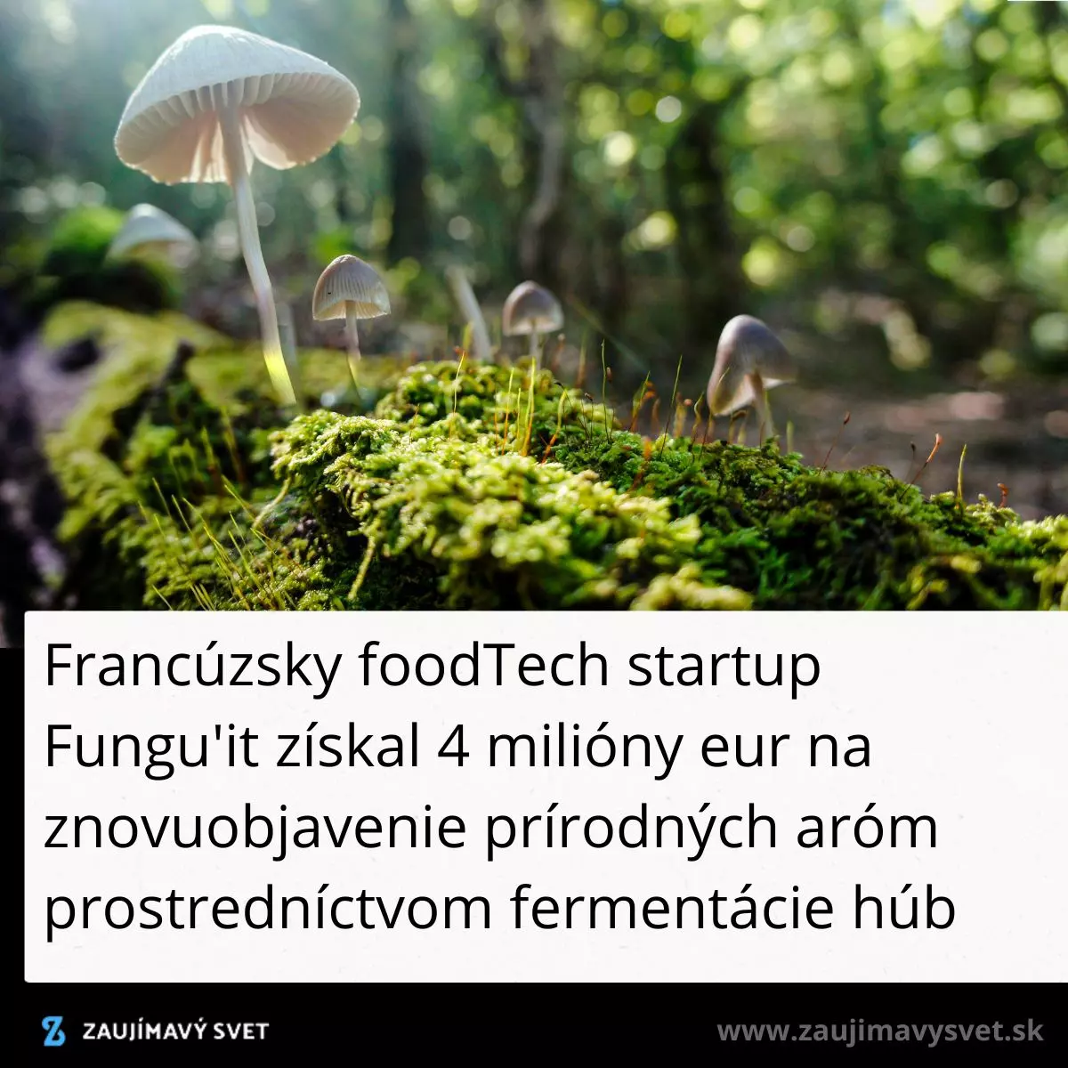 Huby rastúce na machu v lese, symbolizujúce inovatívny projekt francúzskeho startupu Fungu'it pre prírodné arómy.