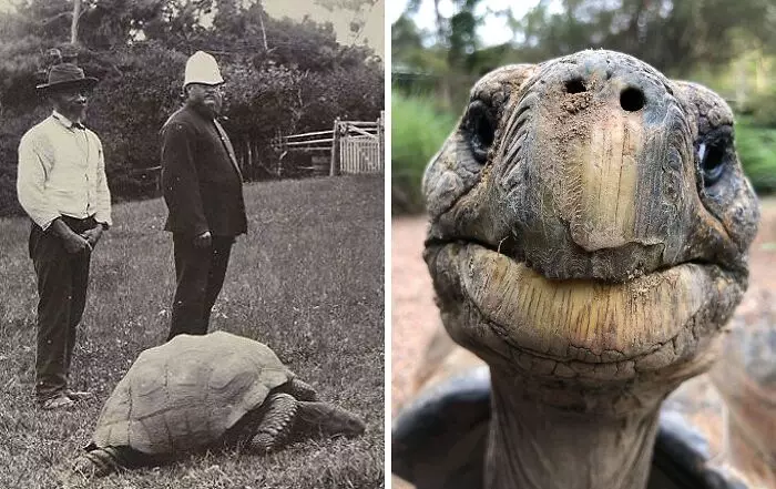 Dve fotografie korytnačky: starodávna s dvoma mužmi a súčasná detailná tvár korytnačky s výraznými rysmi.