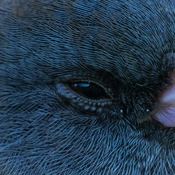 Zblízka pohľad na oko tmavej sovy s detailne zobrazeným operením.