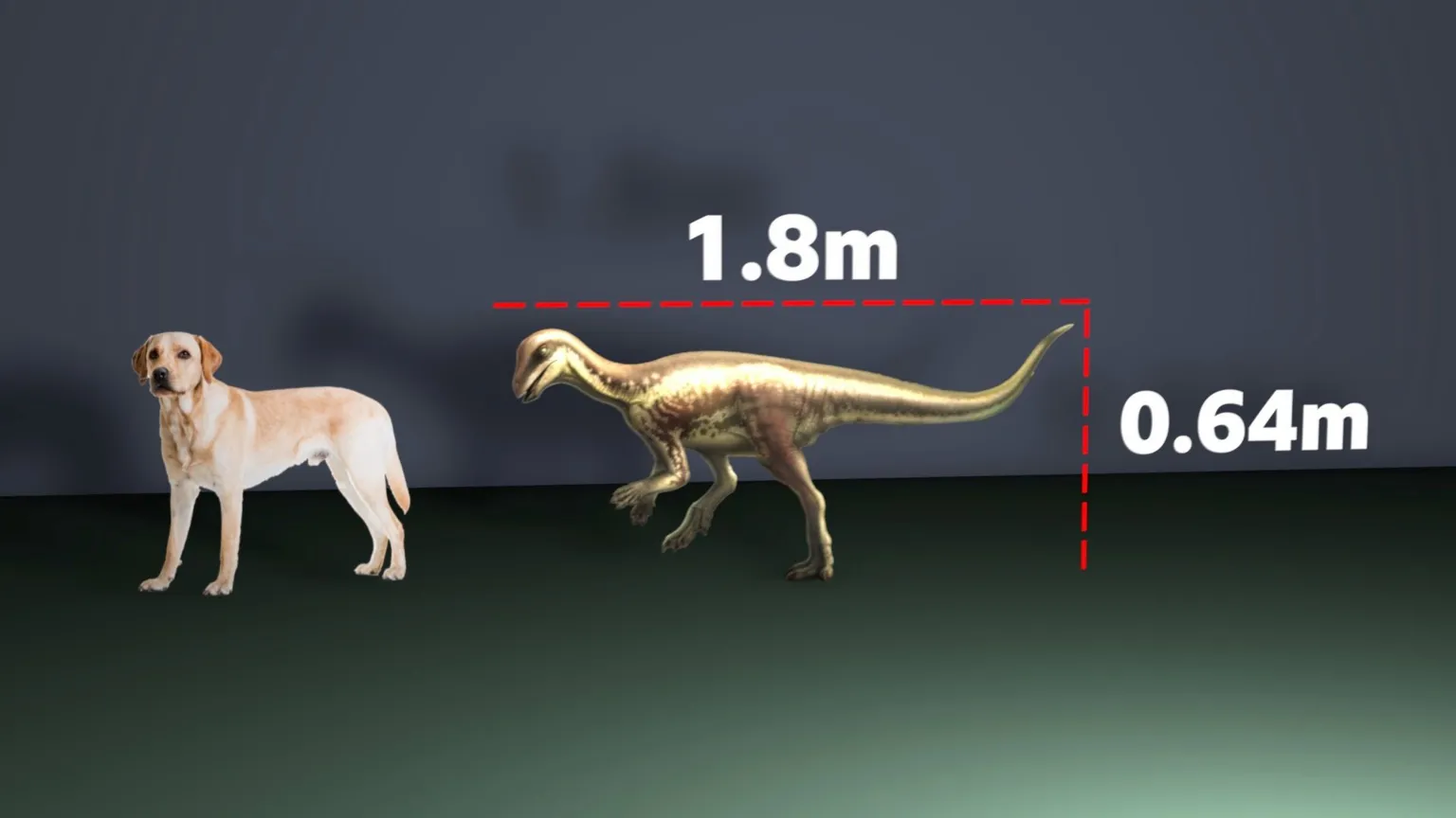 Pes a dinosaurus vedľa seba; pes vysoký 0,64 m, dinosaurus 1,8 m. Porovnanie veľkostí v modeli.