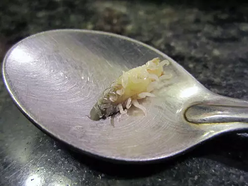 Lyžička s malým kôrovcom na povrchu, detailná fotografia neznámeho morského tvora.