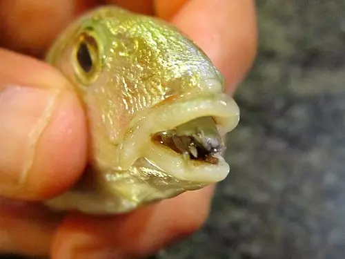 Rybka so symbiotickým parazitom v ústach, detailný pohľad na vzťah v prírode.