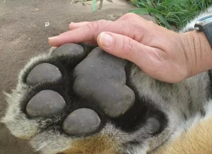 Ruka na obrovskej labke tigra ukazuje rozdiel vo veľkosti, detailný pohľad na tigriu labku a ruku človeka.