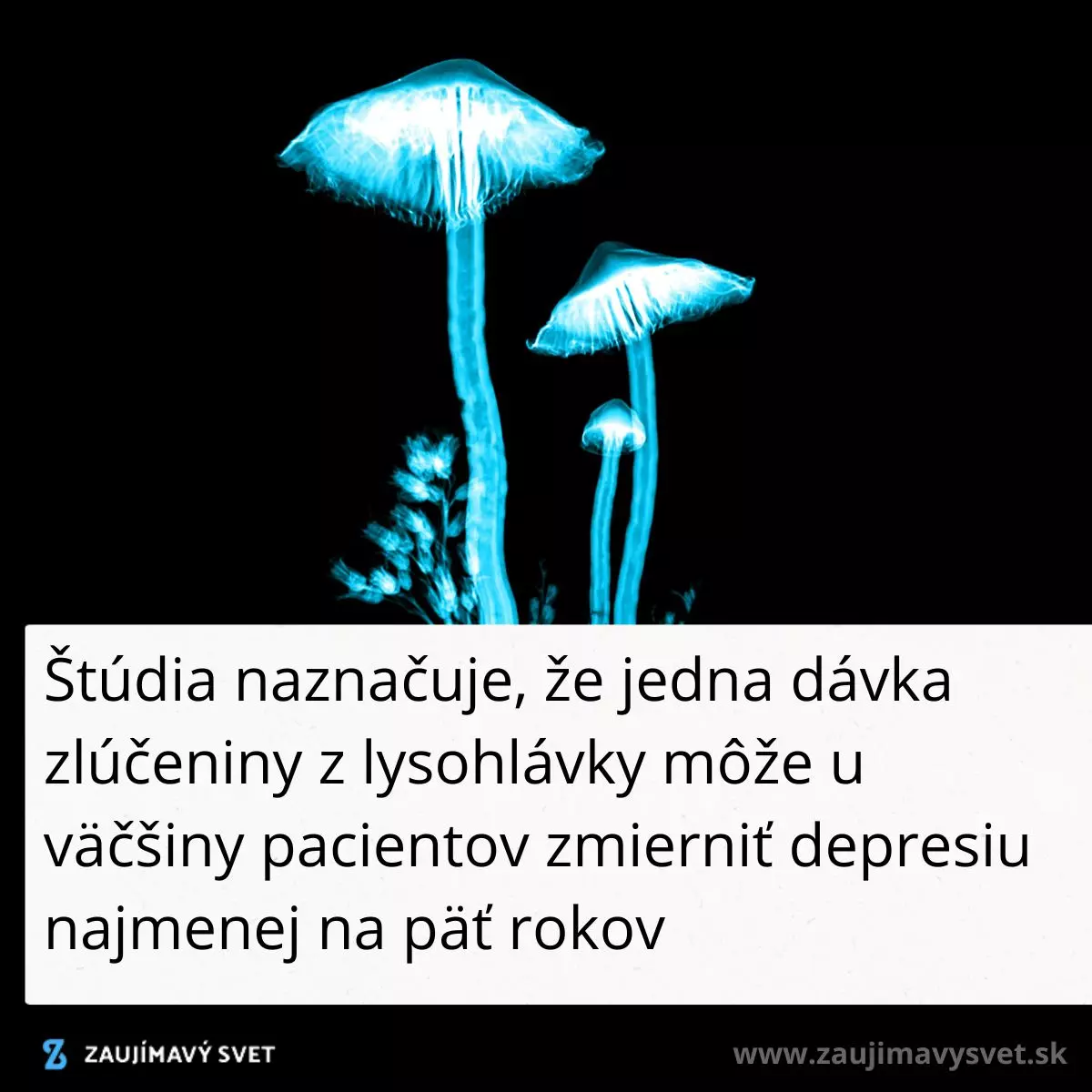 Svetielkujúce huby na čiernom pozadí s textom o účinkoch látky na depresiu podľa štúdie.
