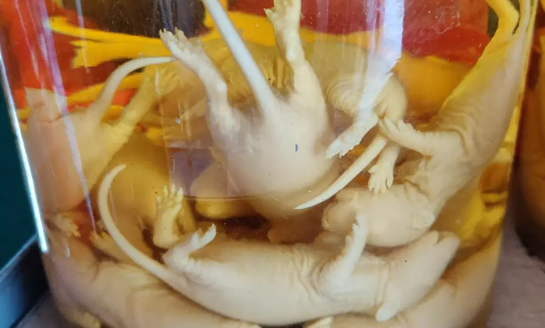 Laboratórna nádoba plná konzervovaných žiab vo formaldehyde, využívaných na vedecké pozorovania a štúdium biológie.