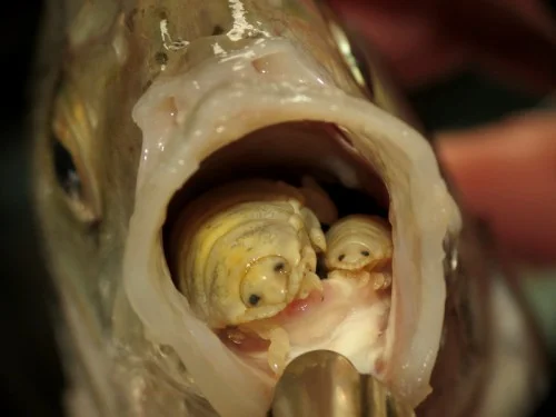 Ryba s parazitom Cymothoa exigua v ústach, nahliadnutie do fascinujúceho prirodzeného javu.